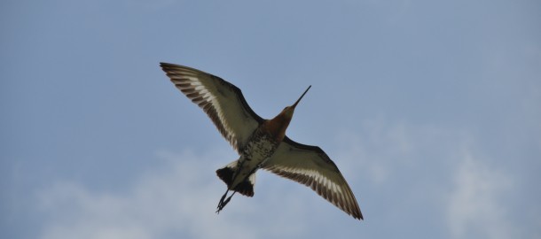 grutto DSC_0783