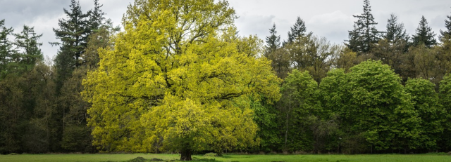 CU.blokken home boom.png