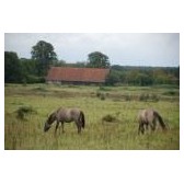 01b Plantage Willem III 2 landschapsplaat met paarden DSC_0205